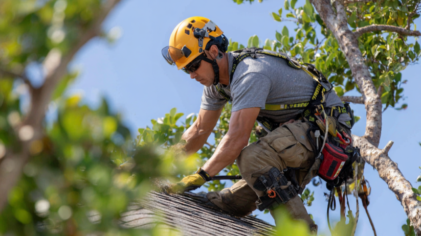 Trimming Branches Expert in Twin Cities
